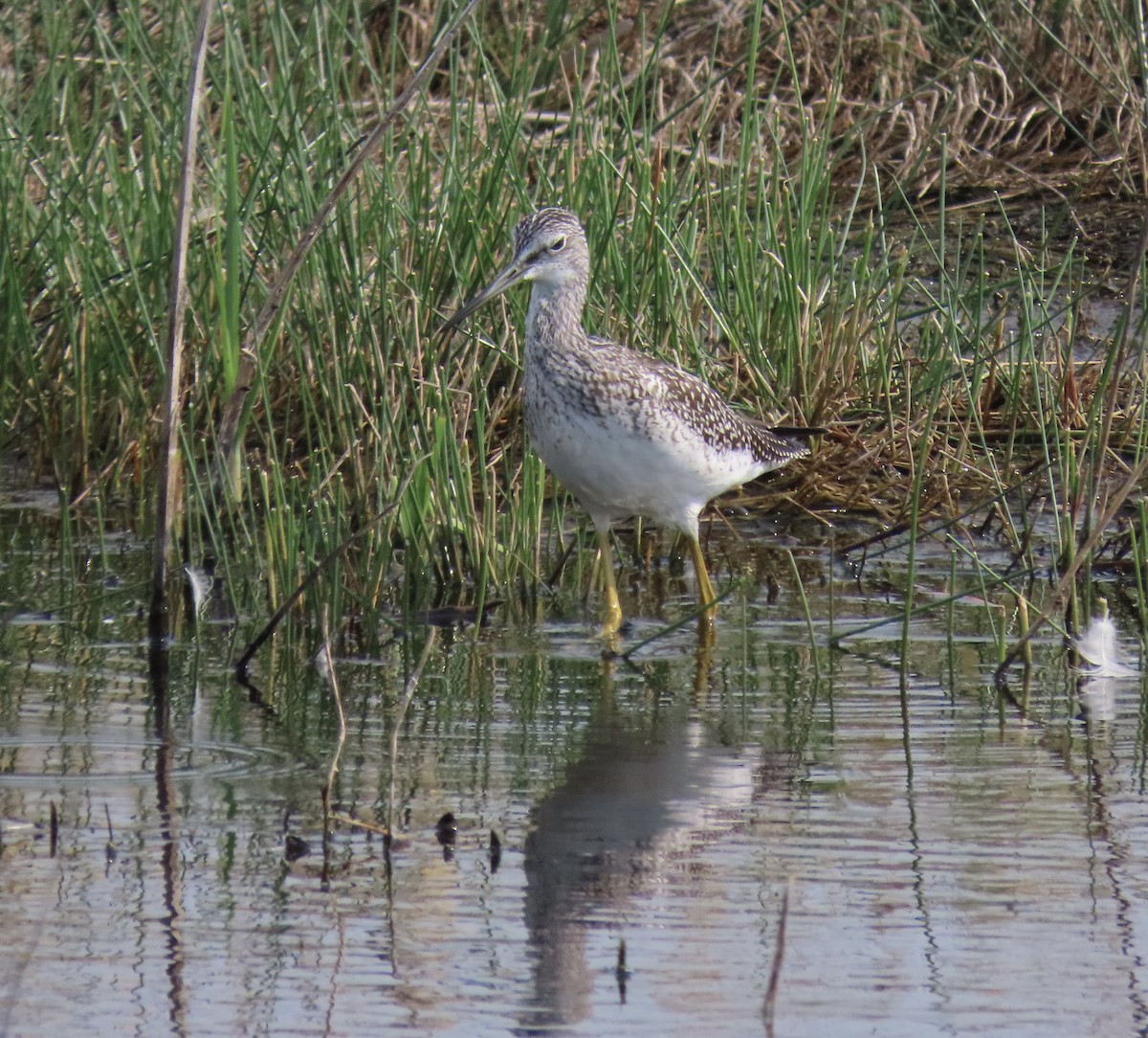 Greater Yellowlegs - ML641670166