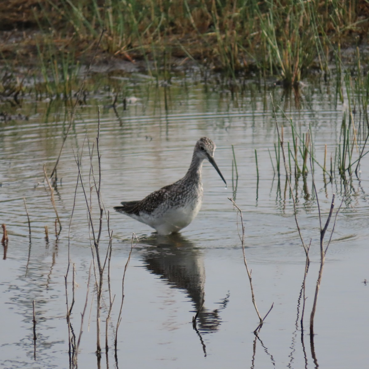 Greater Yellowlegs - ML641670167