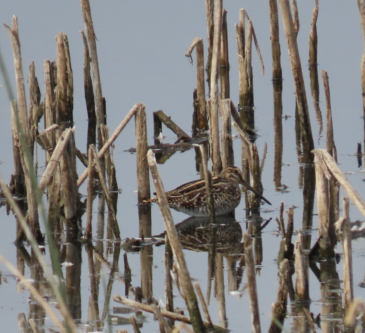 Wilson's Snipe - ML641670191