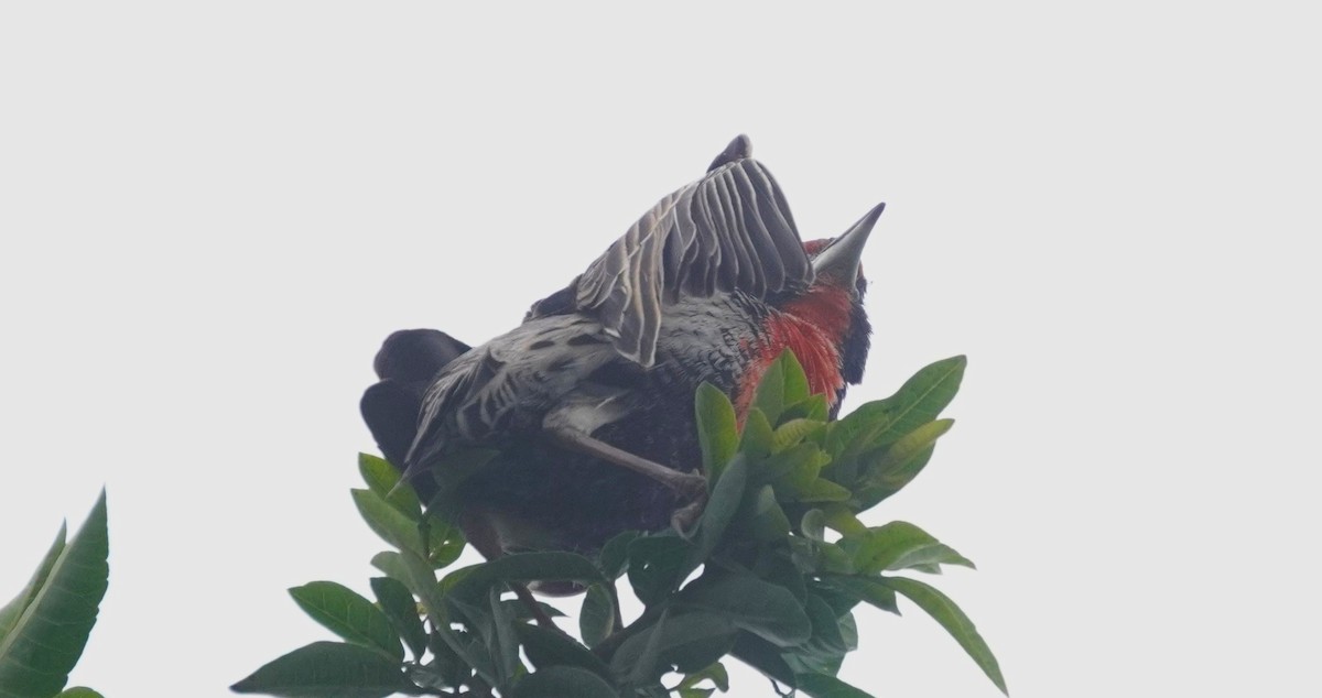 Peruvian Meadowlark - ML641670207