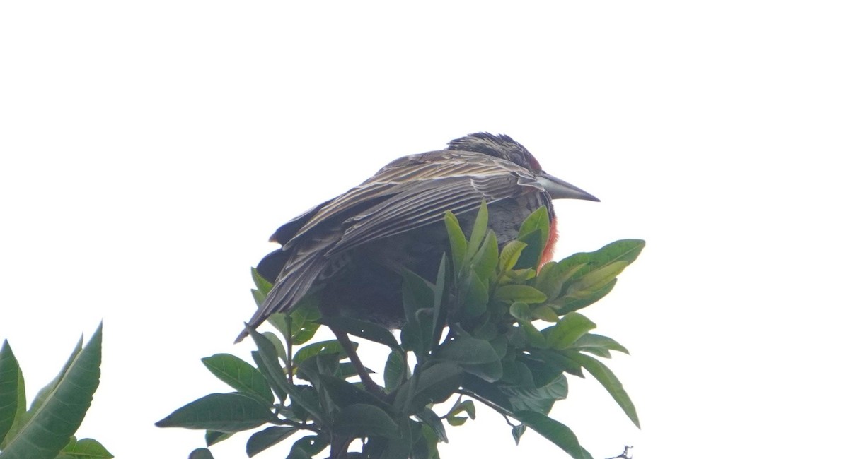Peruvian Meadowlark - ML641670208