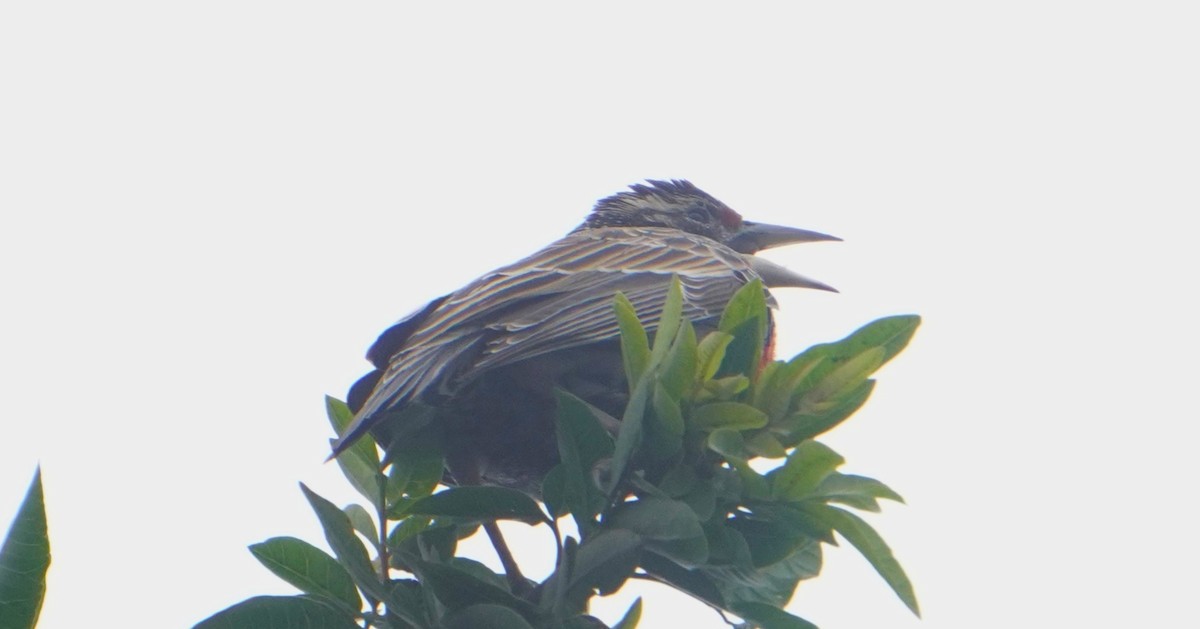 Peruvian Meadowlark - ML641670209