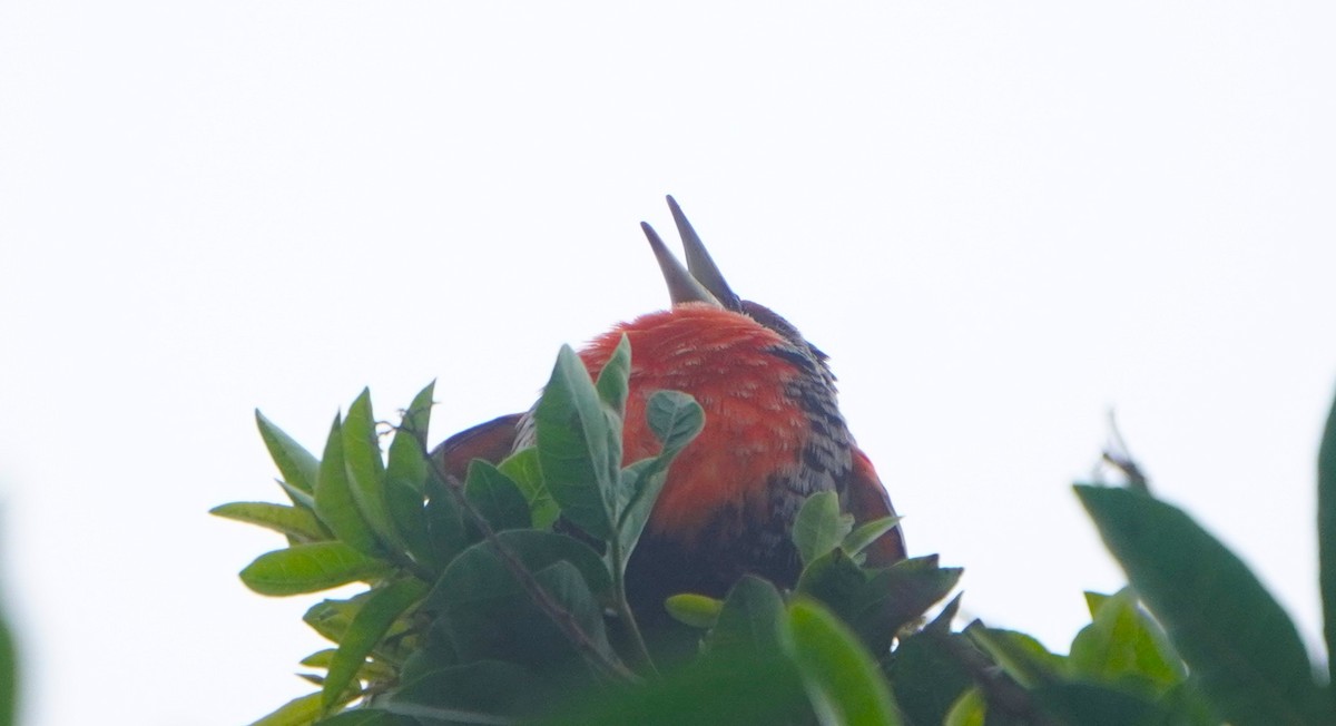 Peruvian Meadowlark - ML641670210