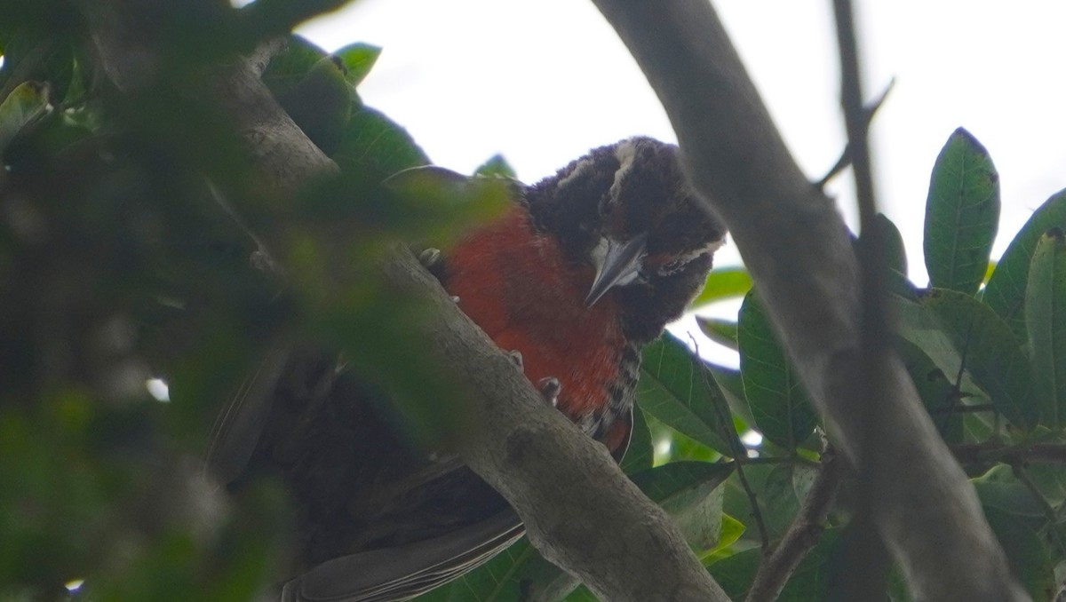 Peruvian Meadowlark - ML641670212