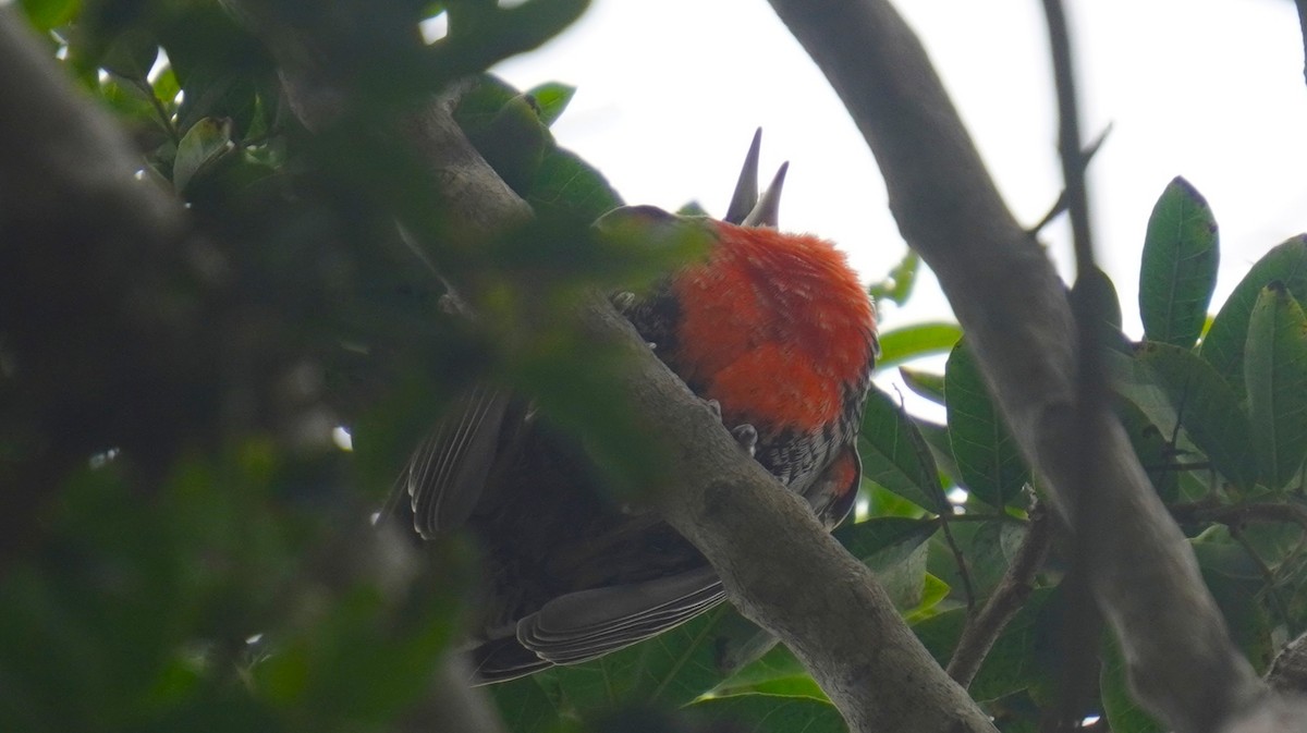 Peruvian Meadowlark - ML641670213