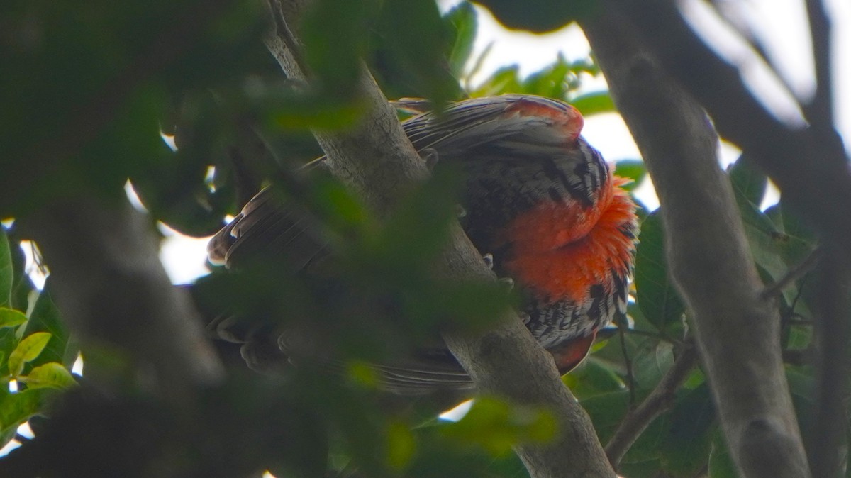 Peruvian Meadowlark - ML641670214
