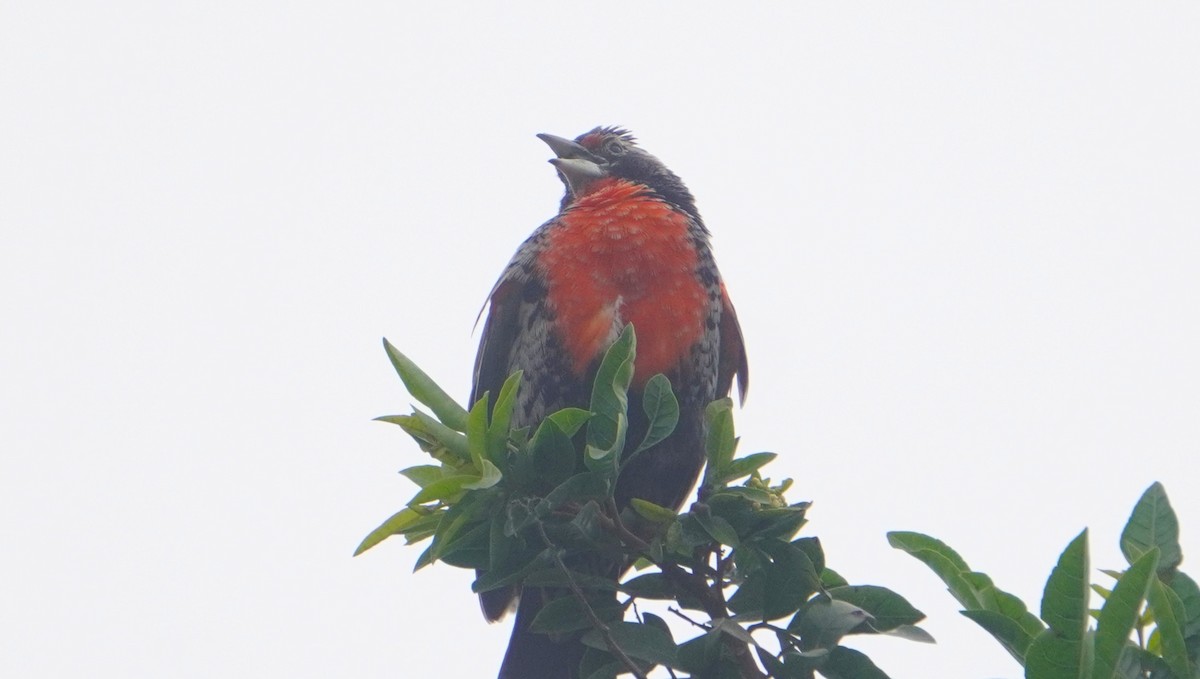 Peruvian Meadowlark - ML641670215