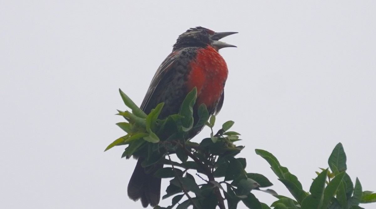 Peruvian Meadowlark - ML641670216