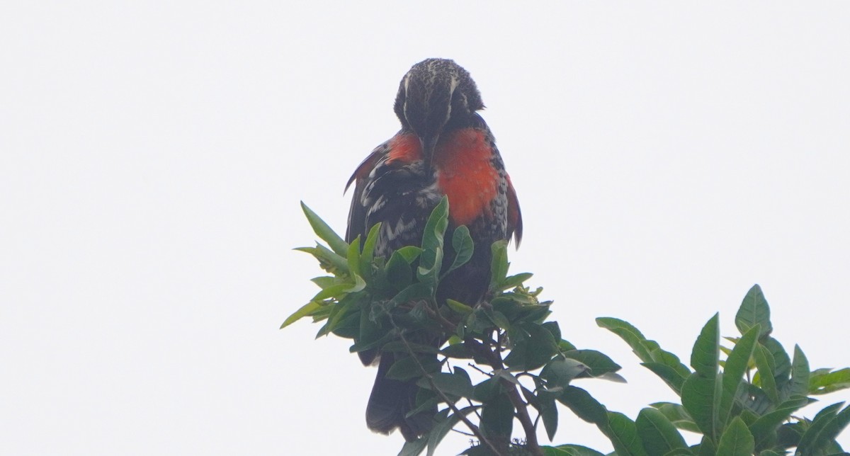Peruvian Meadowlark - ML641670217