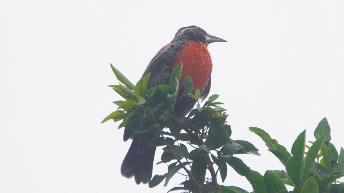 Peruvian Meadowlark - ML641670218