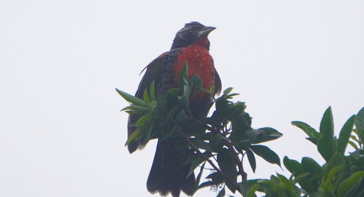 Peruvian Meadowlark - ML641670219