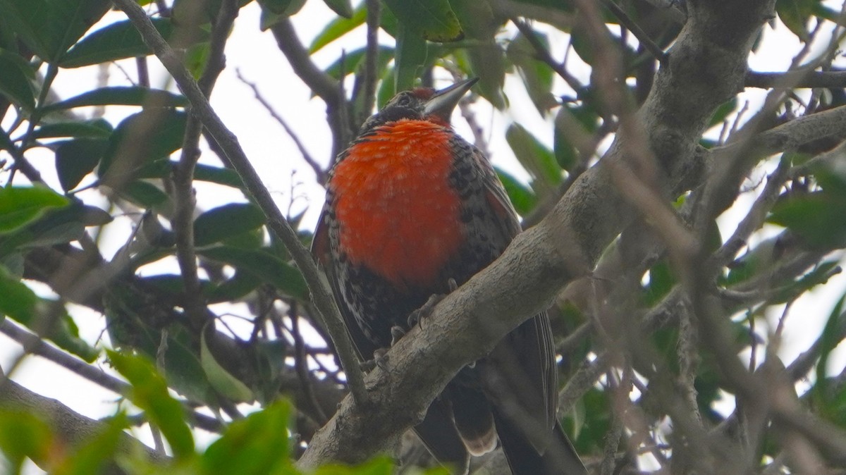 Peruvian Meadowlark - ML641670220