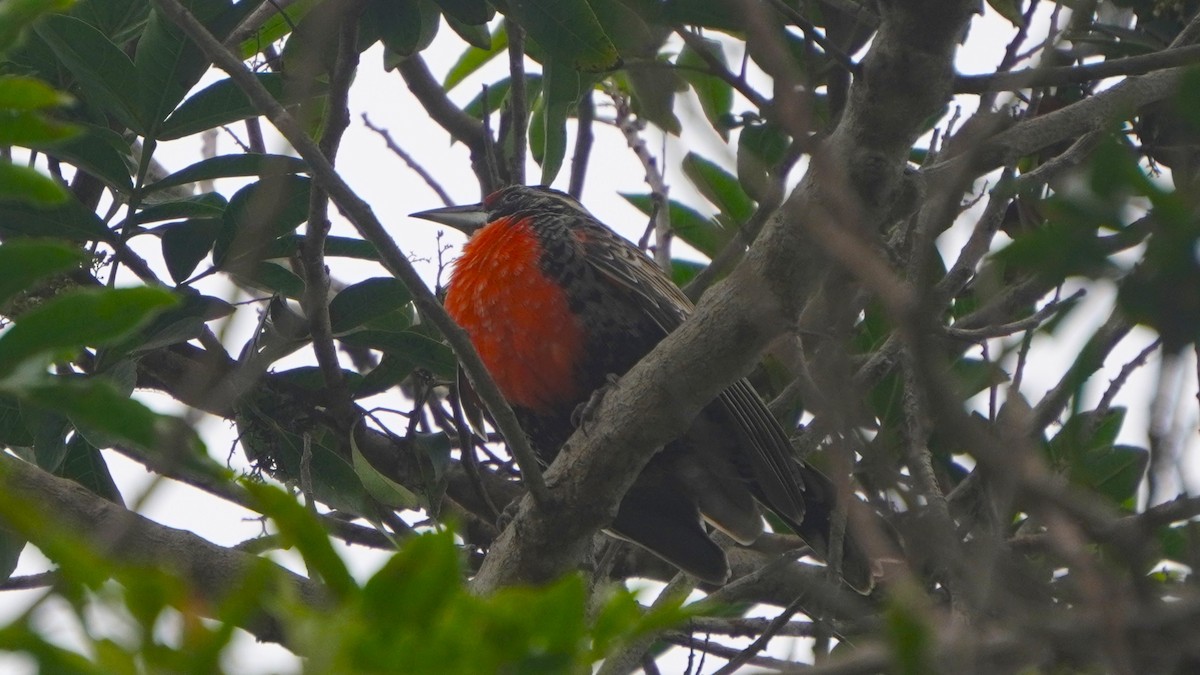 Peruvian Meadowlark - ML641670222
