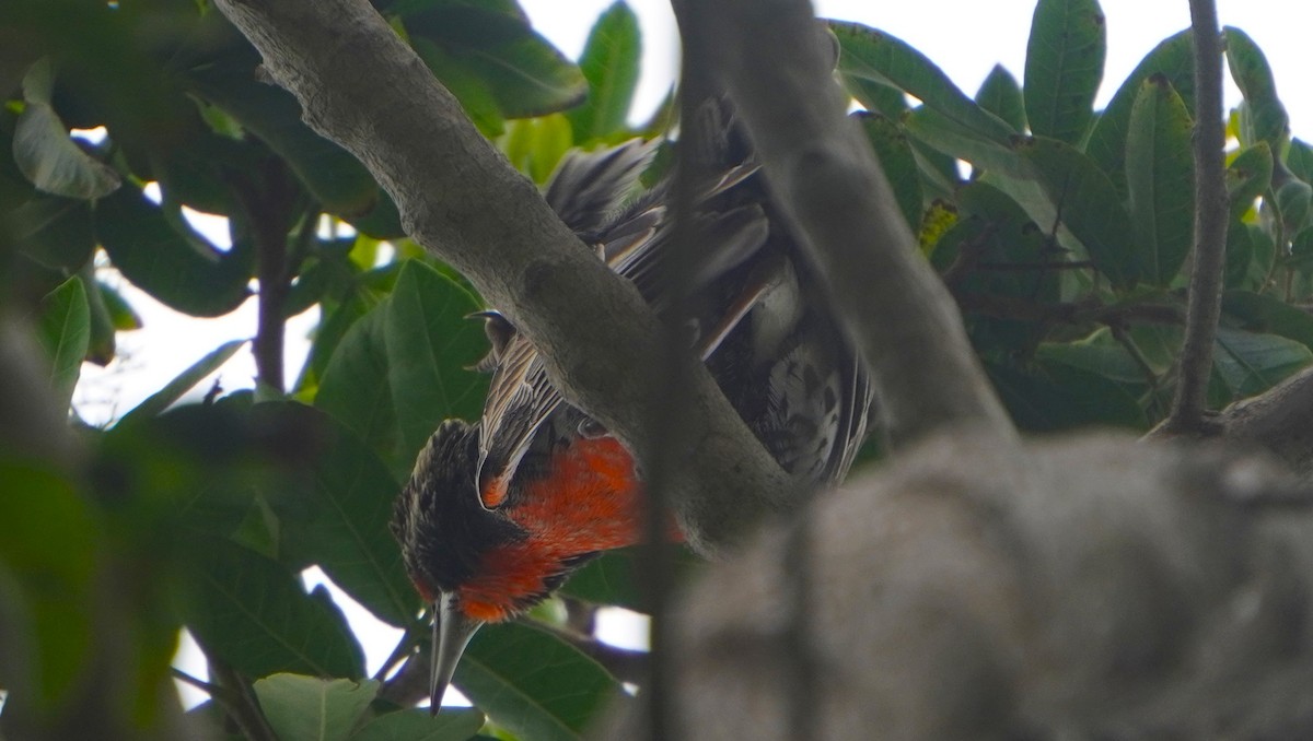 Peruvian Meadowlark - ML641670223
