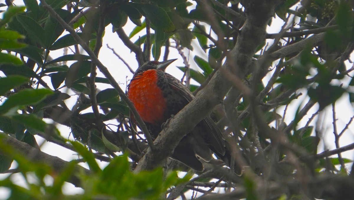 Peruvian Meadowlark - ML641670224