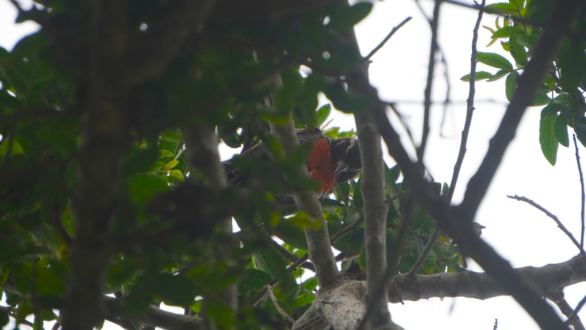 Peruvian Meadowlark - ML641670225