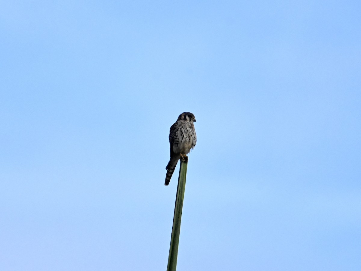 American Kestrel - ML641670229