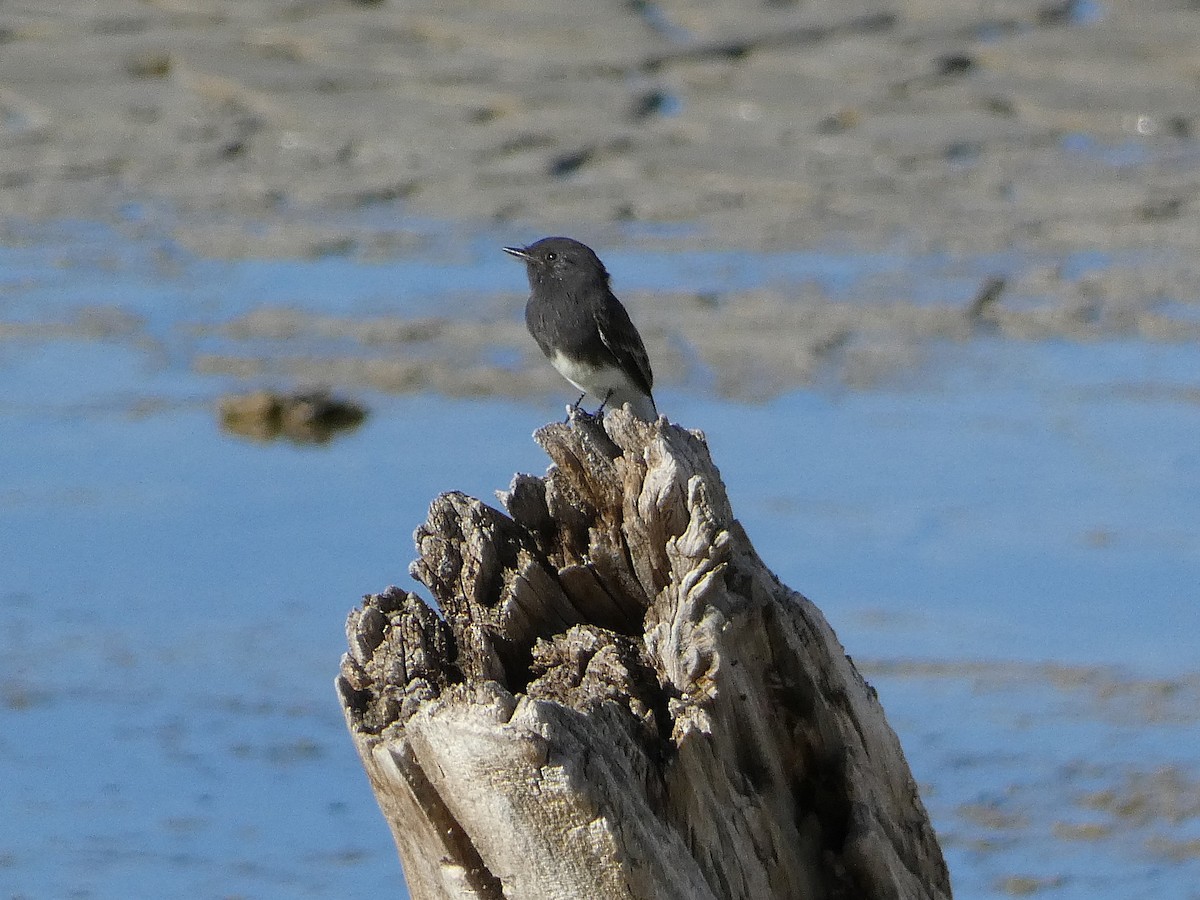 Black Phoebe - ML641670246
