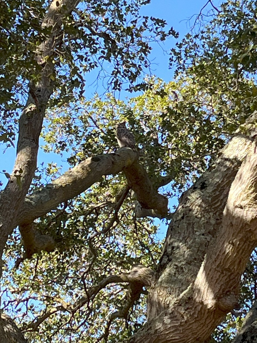 Great Horned Owl - ML641670250