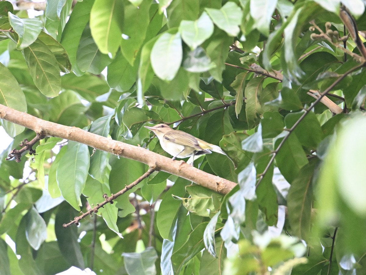 Black-whiskered Vireo - ML641670264