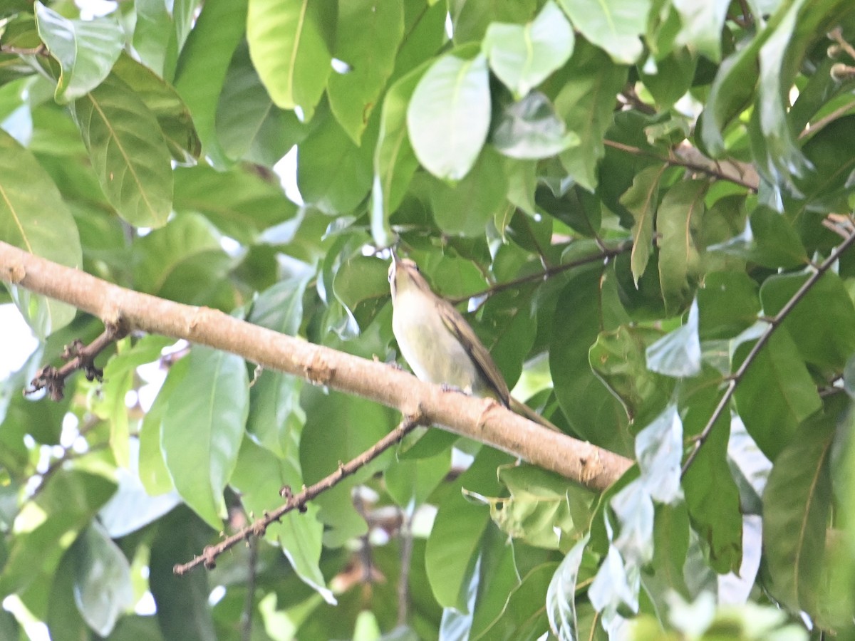 Black-whiskered Vireo - ML641670270