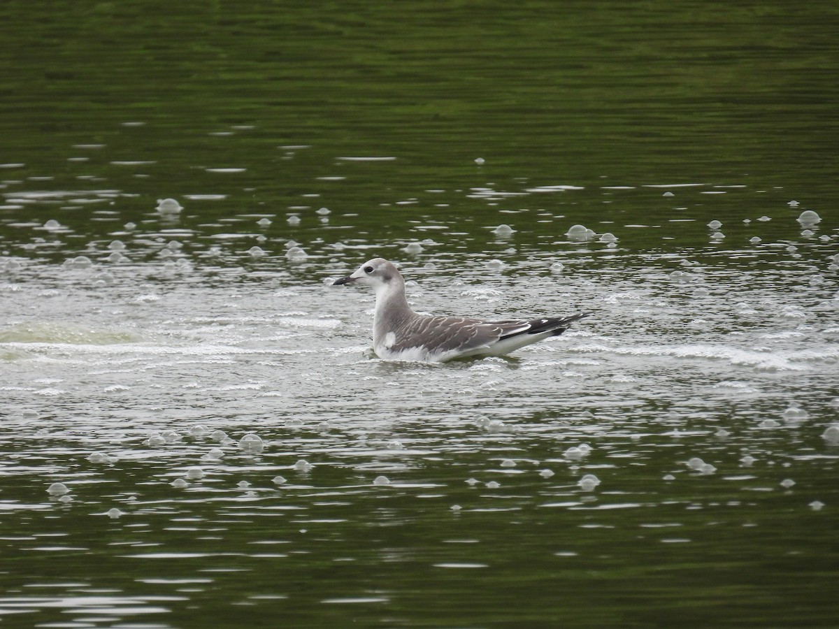 Sabine's Gull - ML641670285