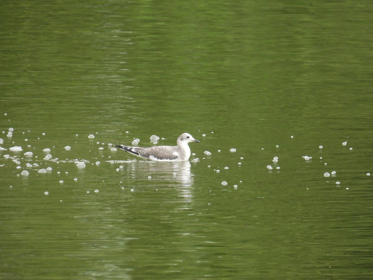 Sabine's Gull - ML641670286