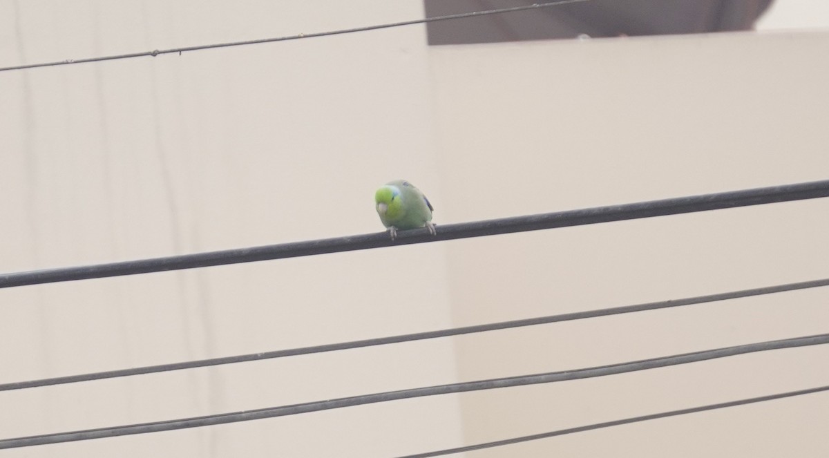 Pacific Parrotlet - ML641670295
