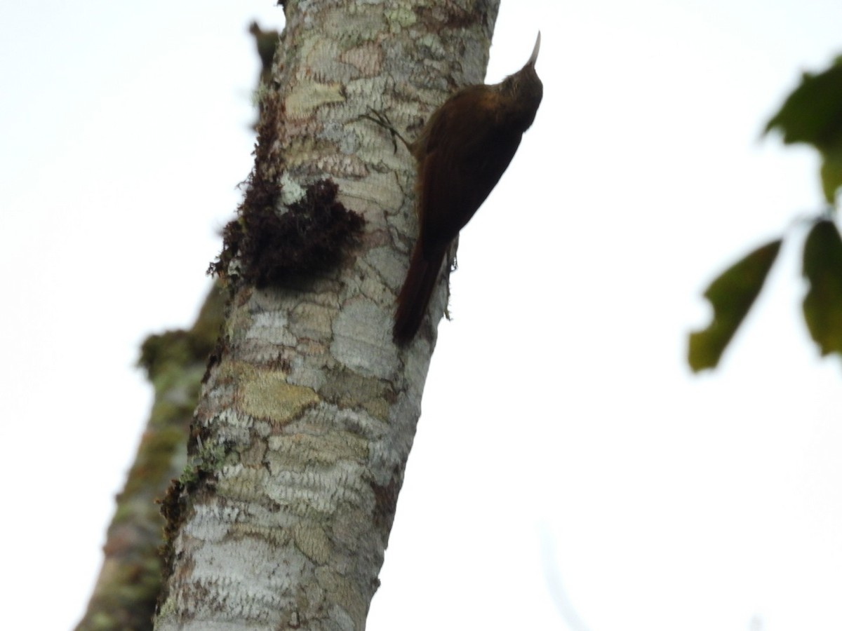 Olivaceous Woodcreeper - ML641670303