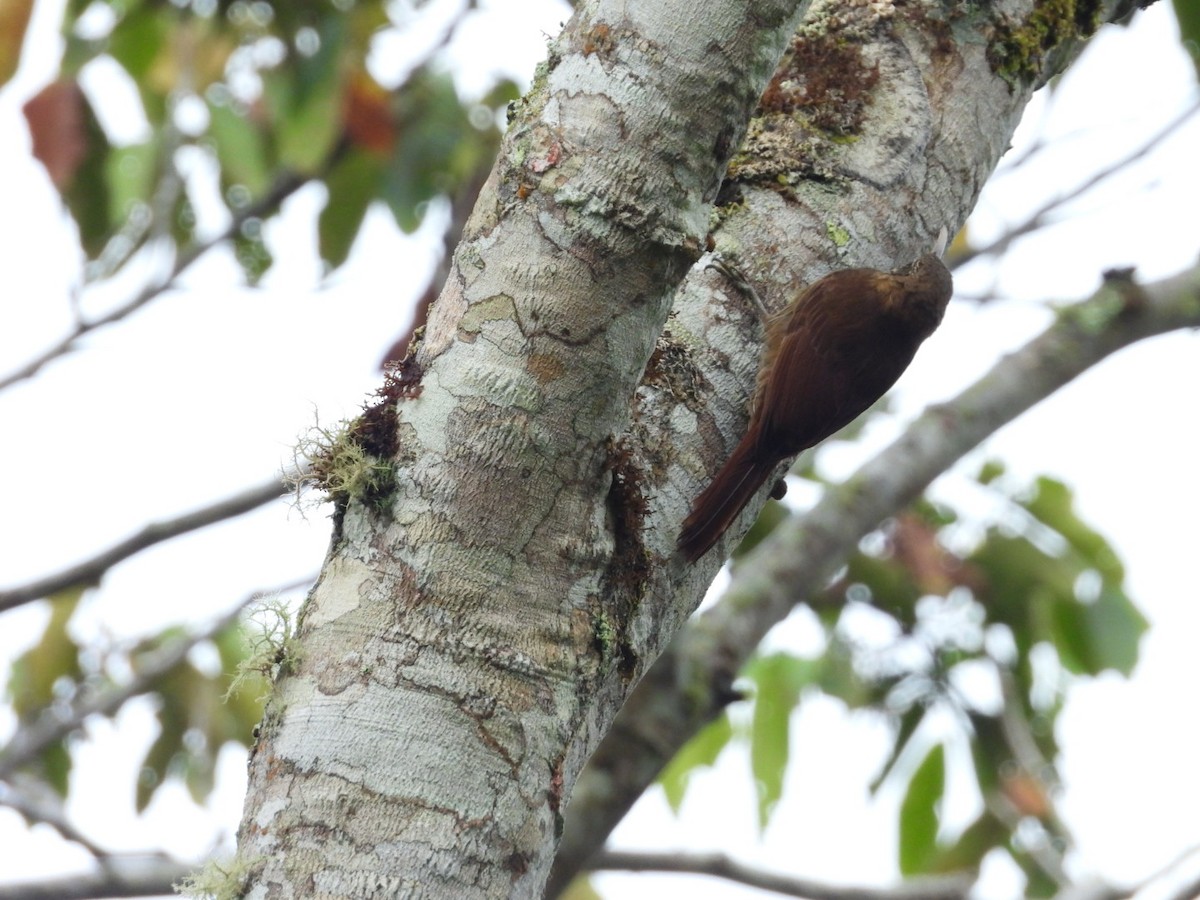 Olivaceous Woodcreeper - ML641670304