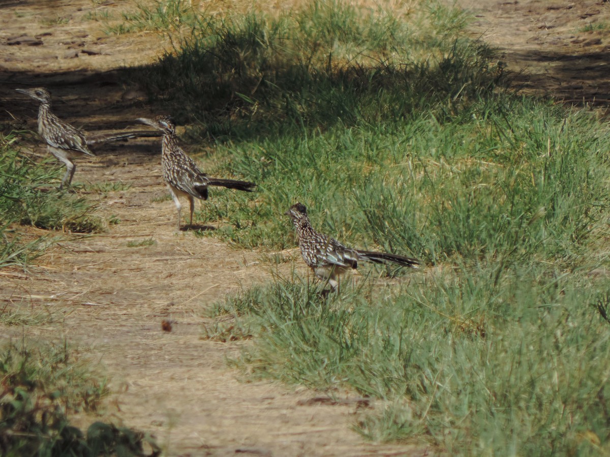 Greater Roadrunner - ML641670368
