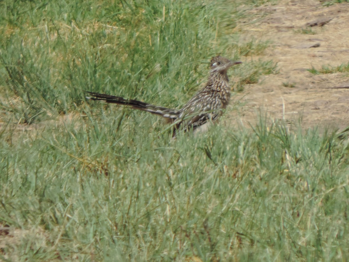 Greater Roadrunner - ML641670369