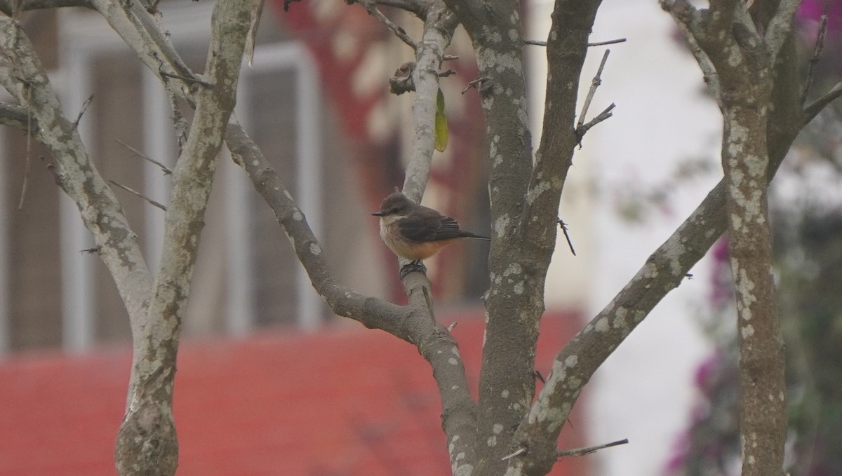 Vermilion Flycatcher (obscurus Group) - ML641670387