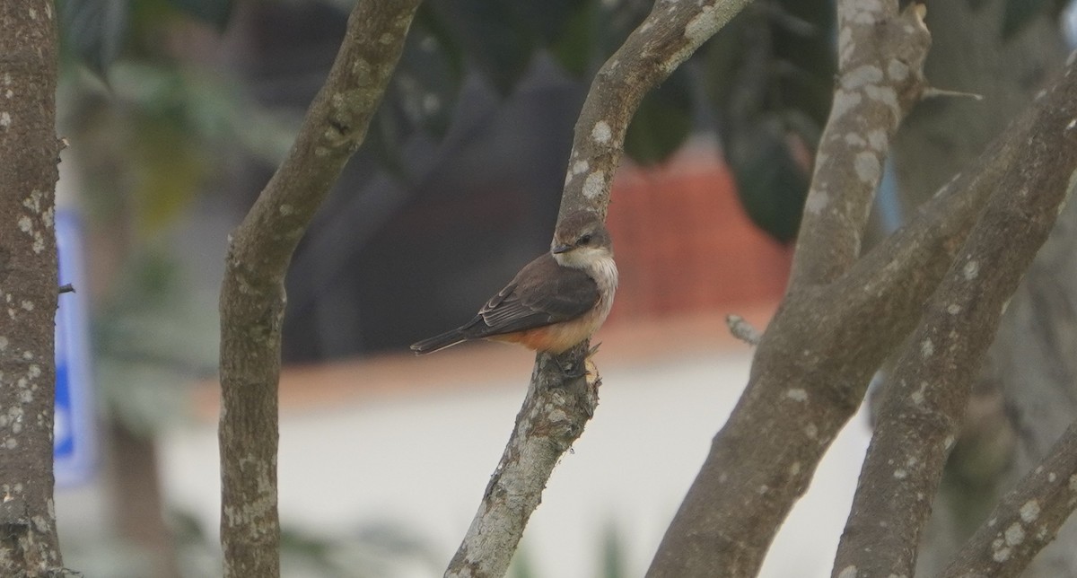Vermilion Flycatcher (obscurus Group) - ML641670388