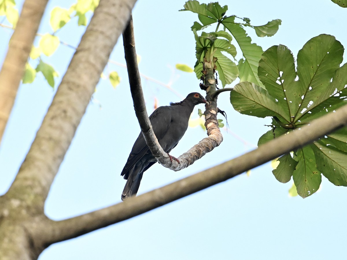 Scaly-naped Pigeon - ML641670394