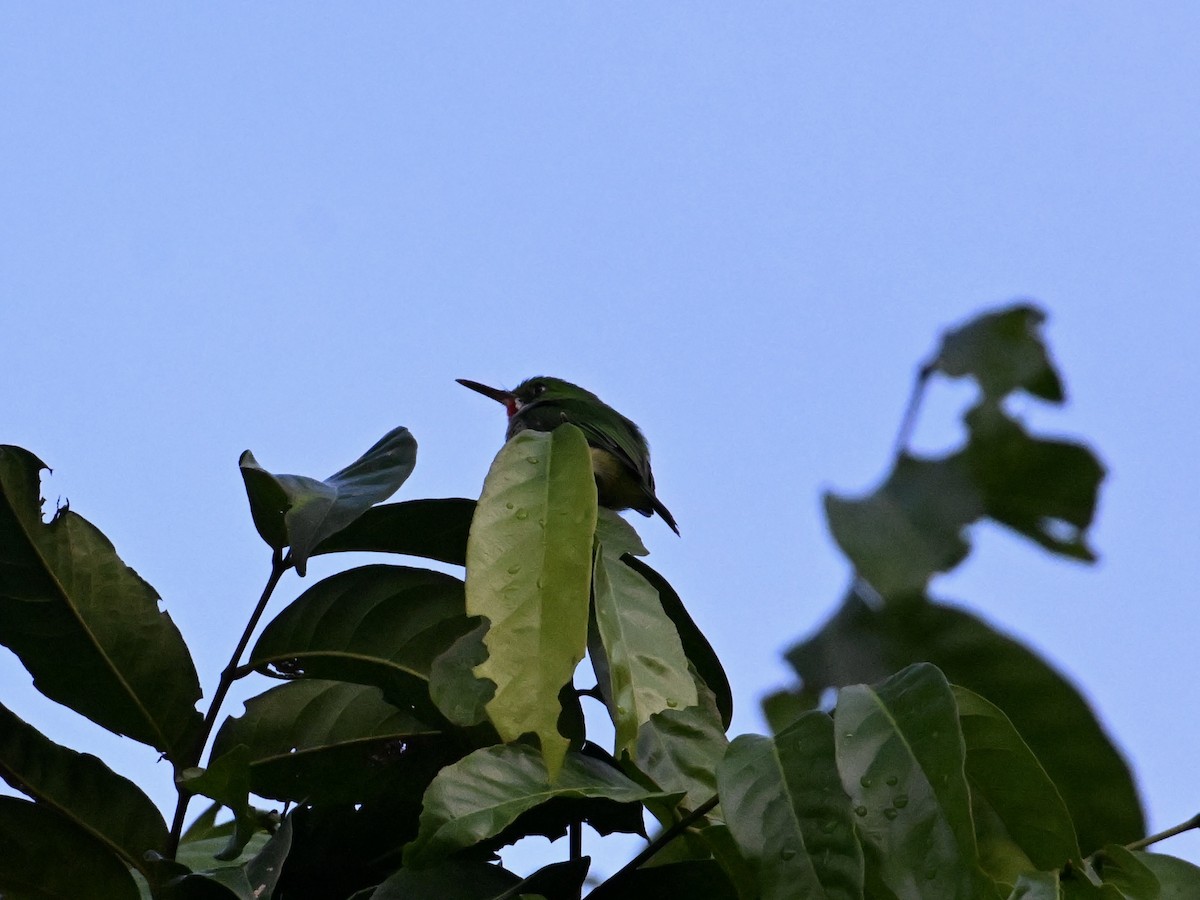 Puerto Rican Tody - ML641670408