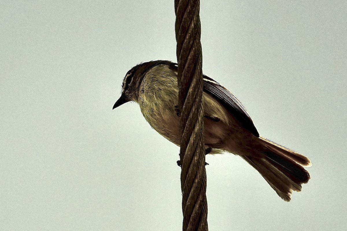 White-lored Tyrannulet - ML641670409