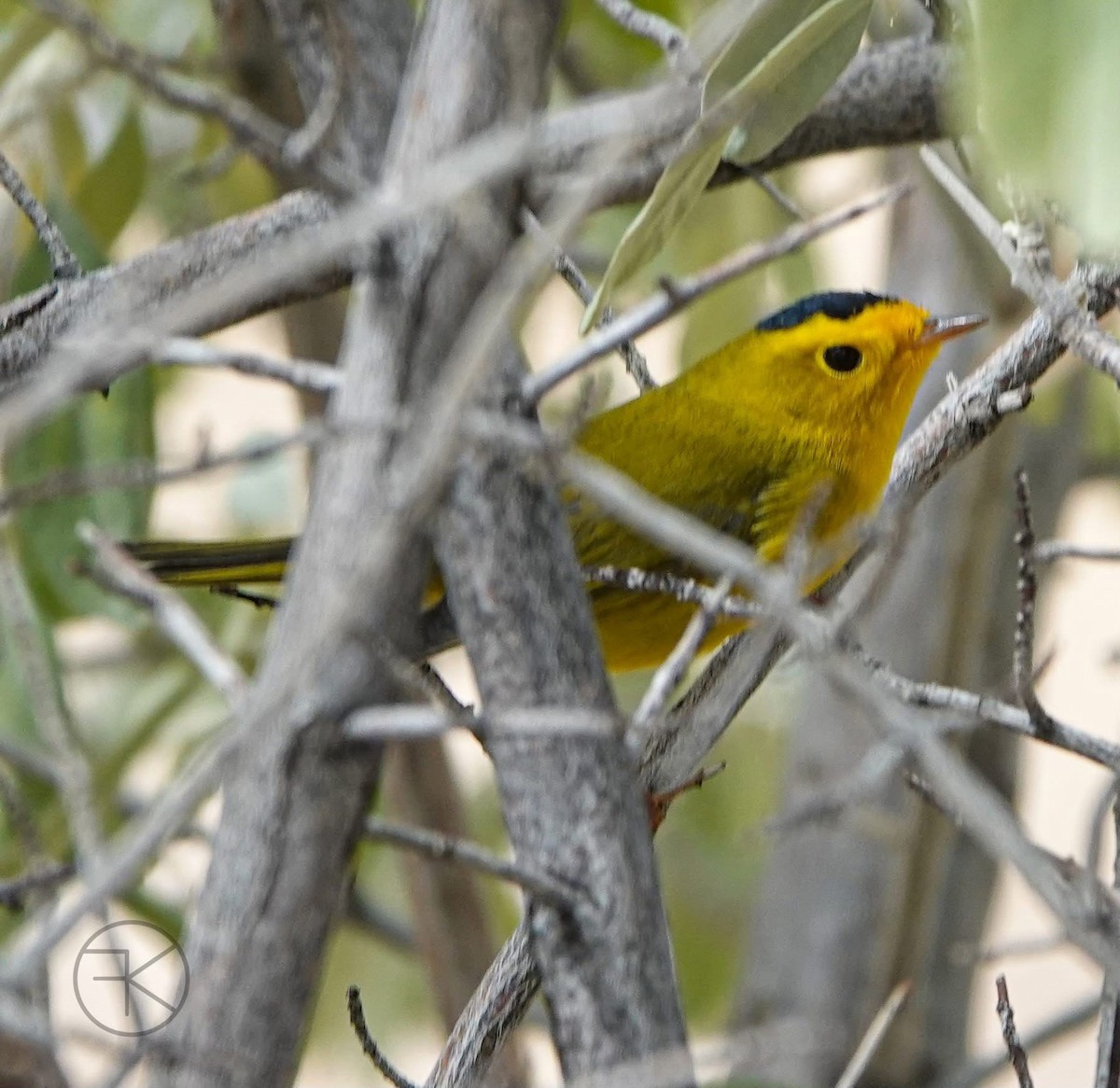 Wilson's Warbler - ML641670417