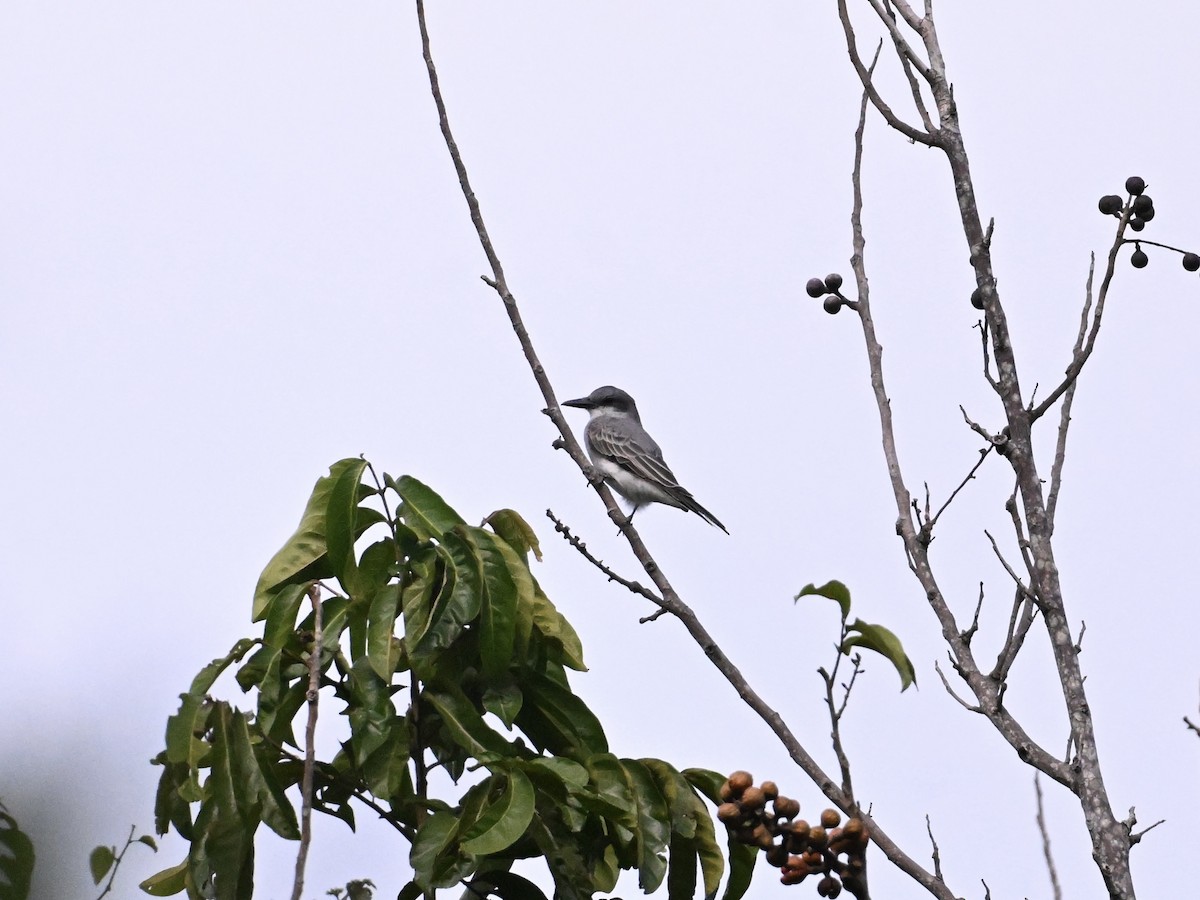 Gray Kingbird - ML641670431