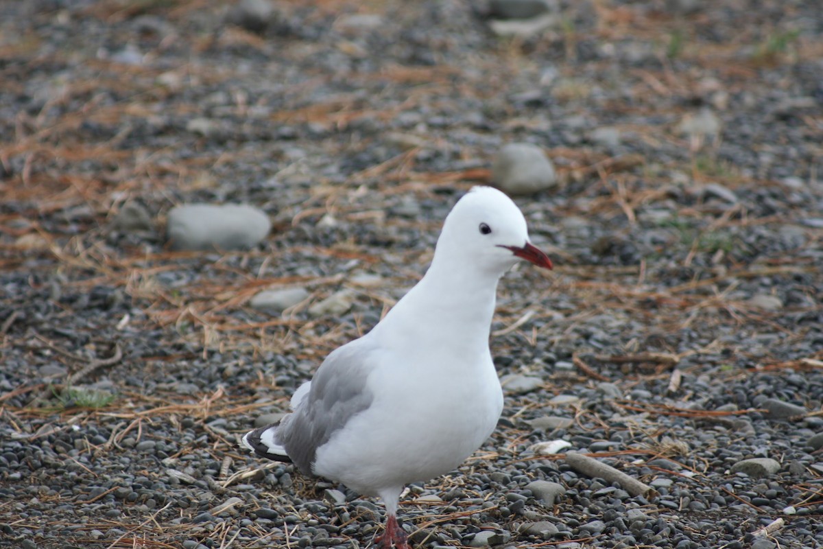 Silver/Black-billed Gull - ML641670436
