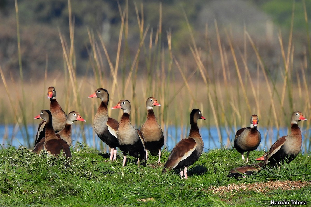 Black-bellied Whistling-Duck - ML641670449