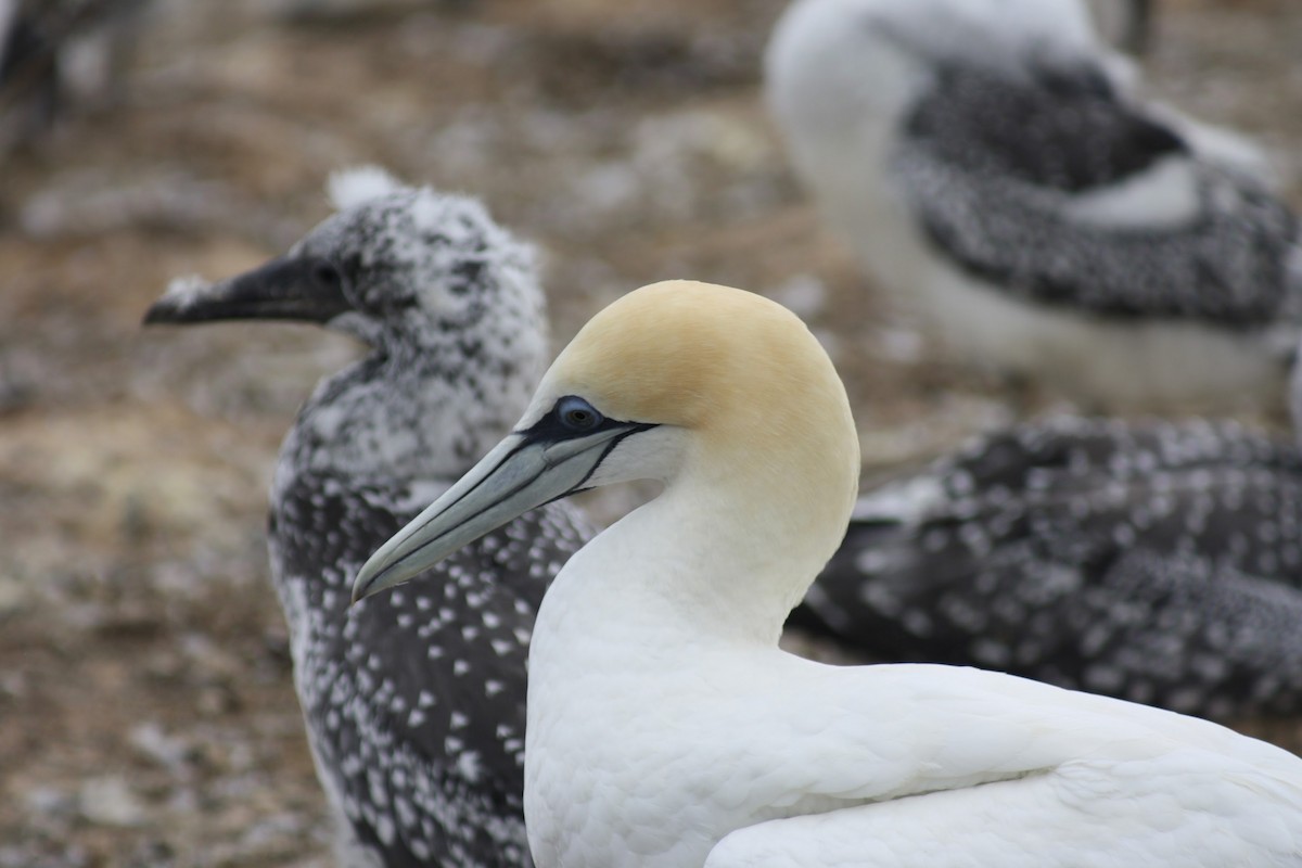 Australasian Gannet - ML641670452