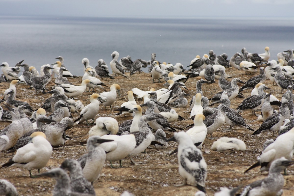 Australasian Gannet - ML641670453
