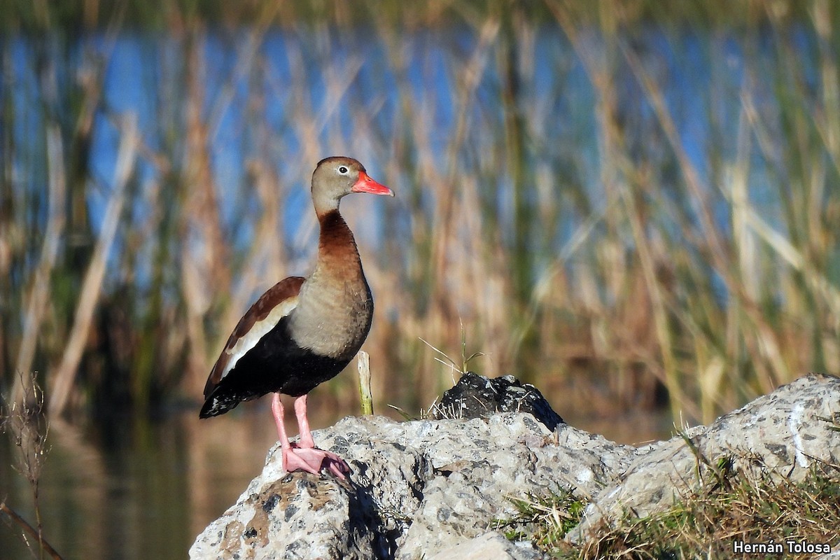 Black-bellied Whistling-Duck - ML641670454