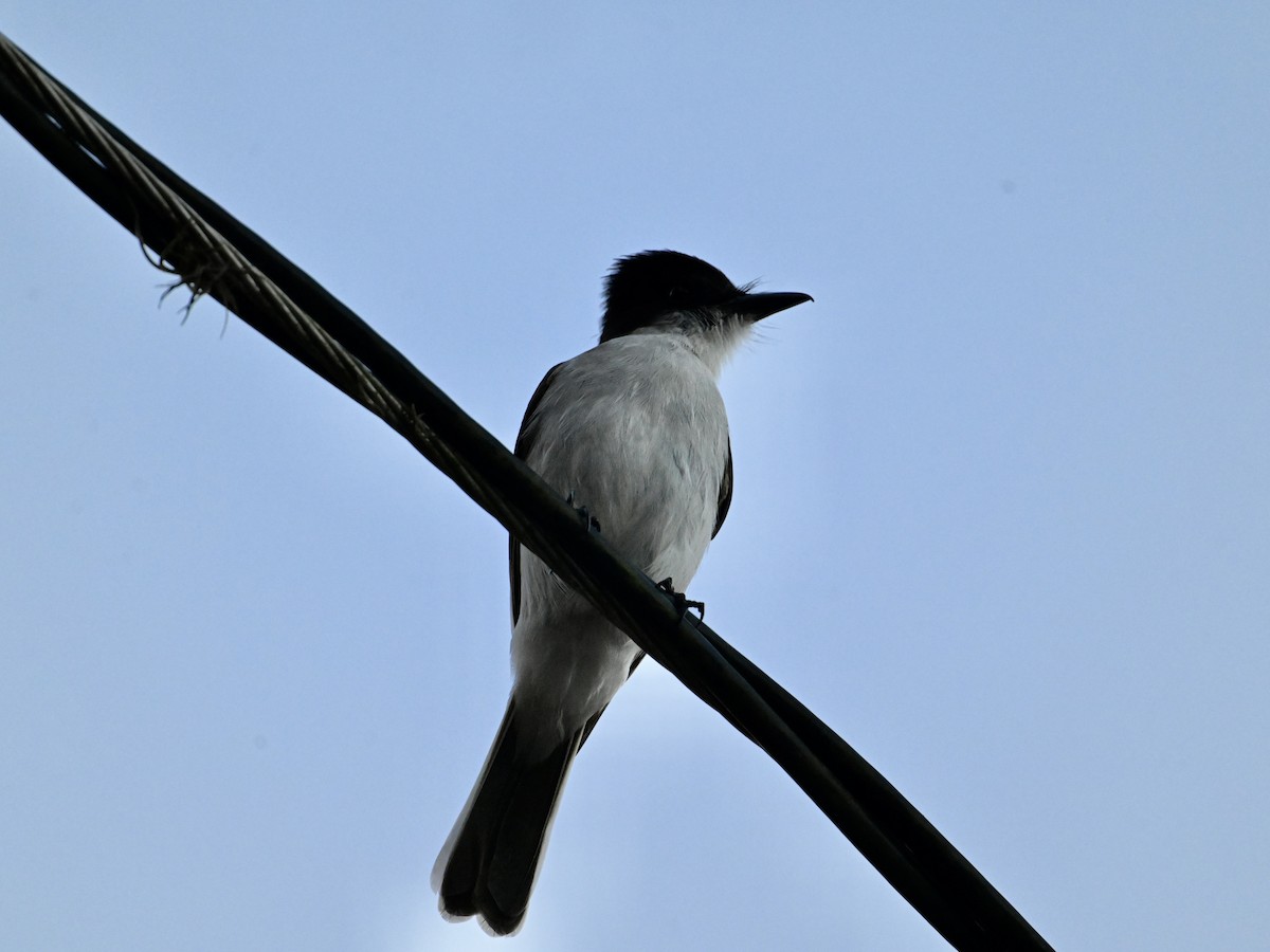 Loggerhead Kingbird - ML641670461