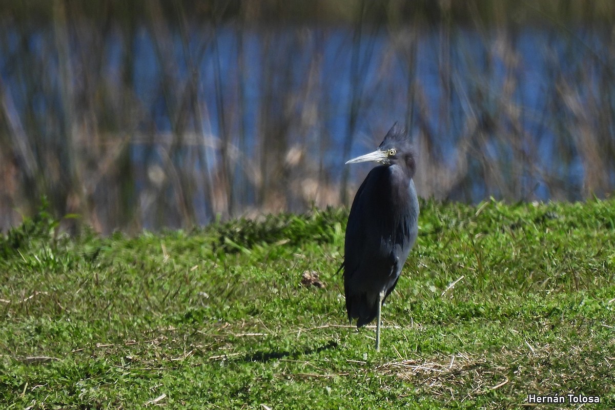 Little Blue Heron - ML641670466