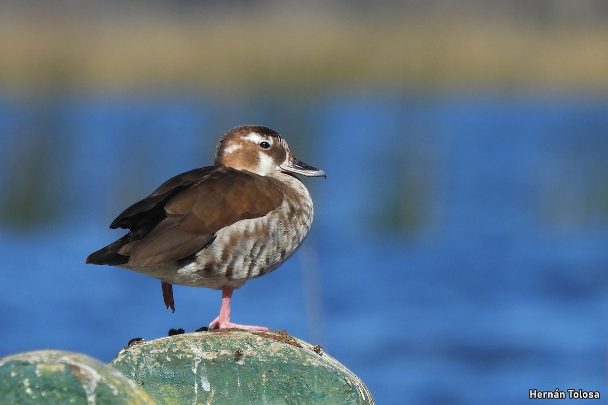 Ringed Teal - ML641670485