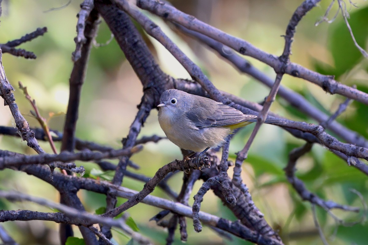 pinjeparula - ML641670487