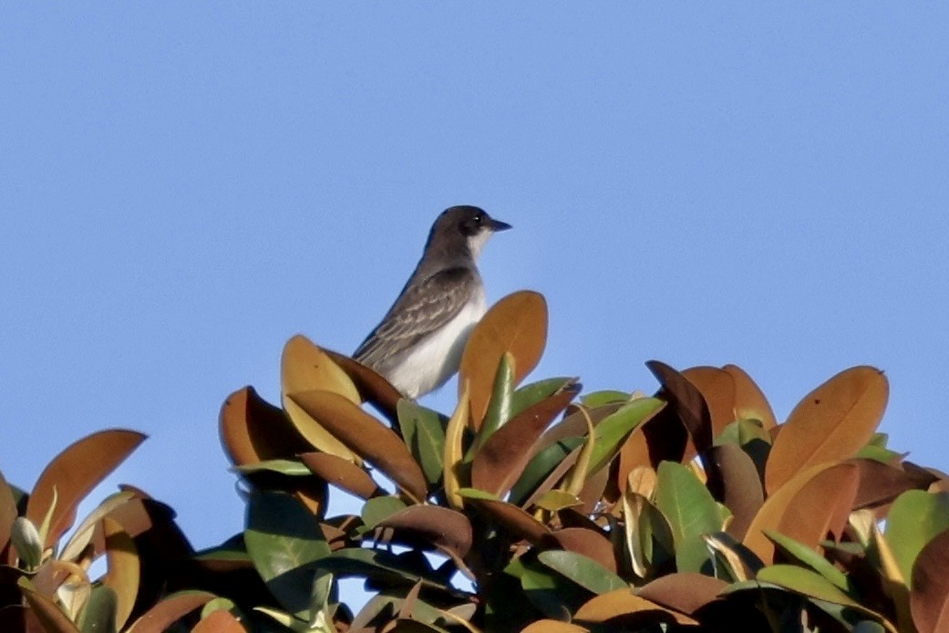 Eastern Kingbird - ML641670503
