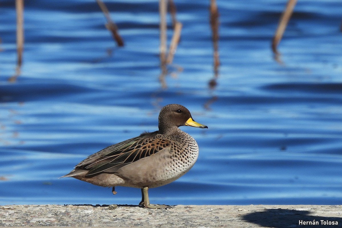 Yellow-billed Teal - ML641670511